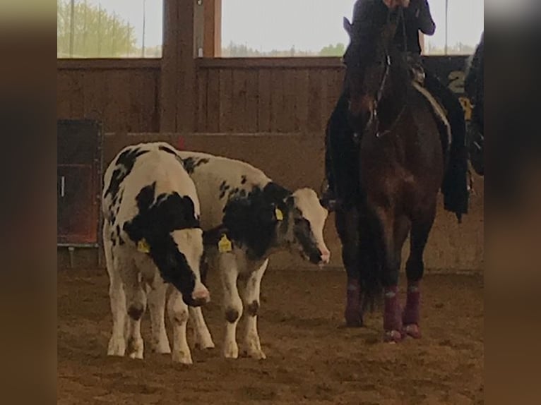 American Quarter Horse Wałach 14 lat 153 cm Gniada in Steinen