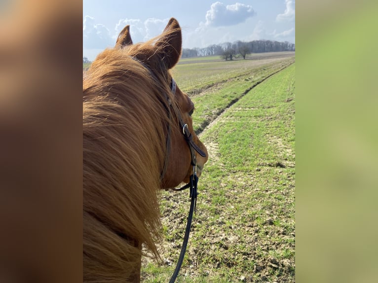 American Quarter Horse Wałach 14 lat 153 cm Kasztanowata in Knœringue