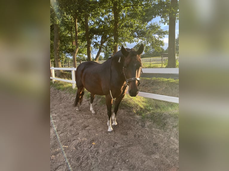 American Quarter Horse Mix Wałach 14 lat 153 cm Srokata in Hatten