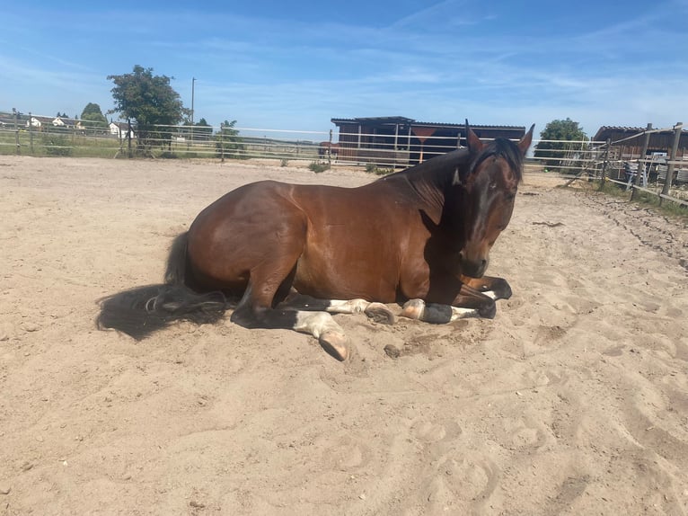 American Quarter Horse Mix Wałach 14 lat 153 cm Srokata in Hatten