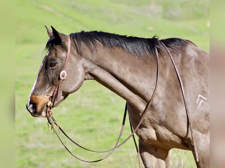 American Quarter Horse Wałach 14 lat 155 cm Gniada in Bitterwater CA