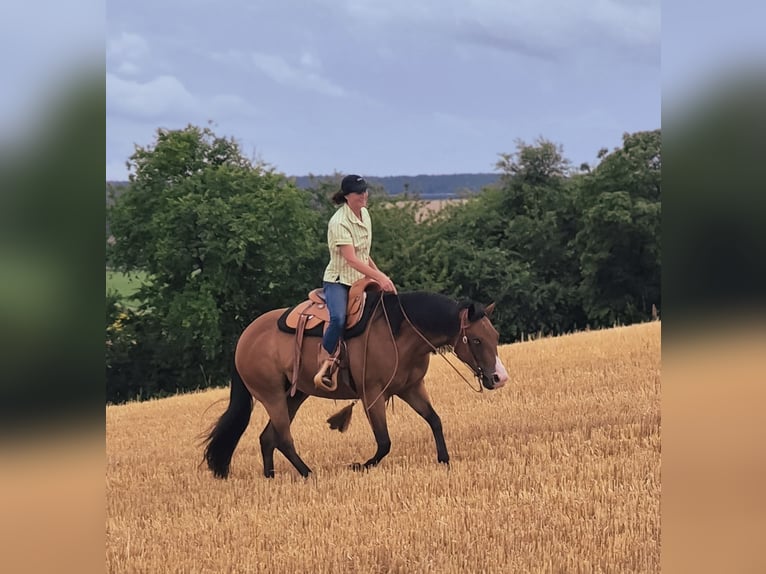 American Quarter Horse Wałach 14 lat 155 cm Gniada in Bad Neustadt an der Saale