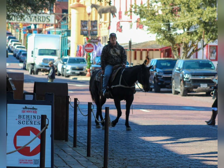 American Quarter Horse Wałach 14 lat 155 cm Gniadodereszowata in Stephenville TX