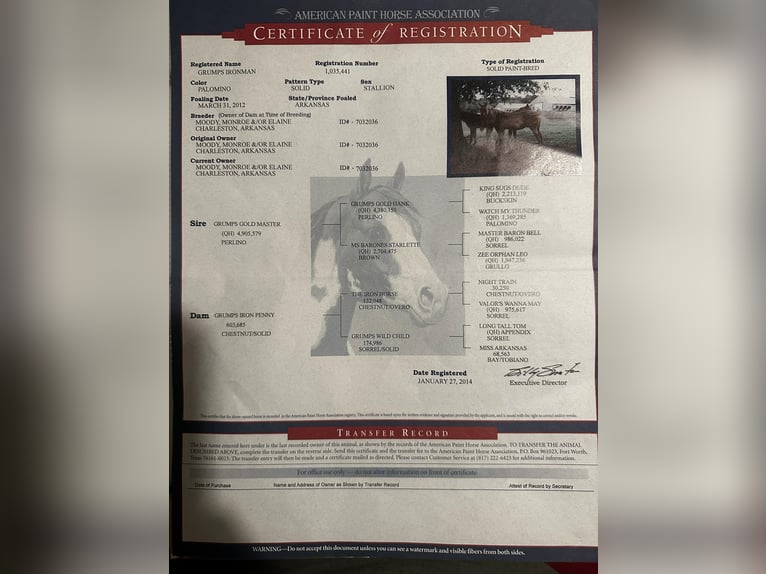 American Quarter Horse Wałach 14 lat 155 cm Izabelowata in Stephenville TX