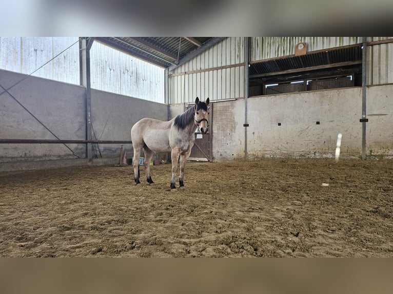 American Quarter Horse Wałach 14 lat 155 cm Jelenia in Iserlohn