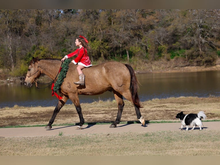 American Quarter Horse Wałach 14 lat 155 cm Jelenia in Forney