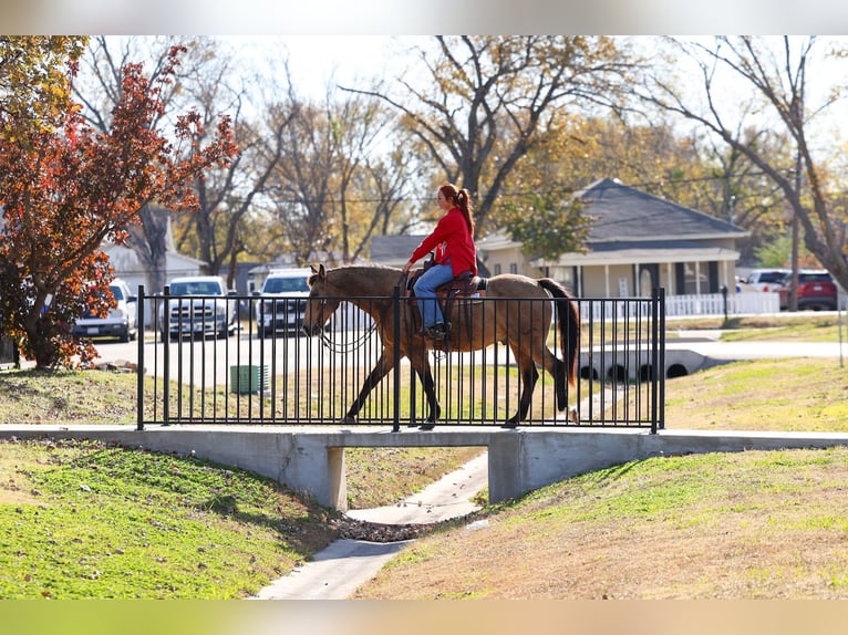 American Quarter Horse Wałach 14 lat 155 cm Jelenia in Forney