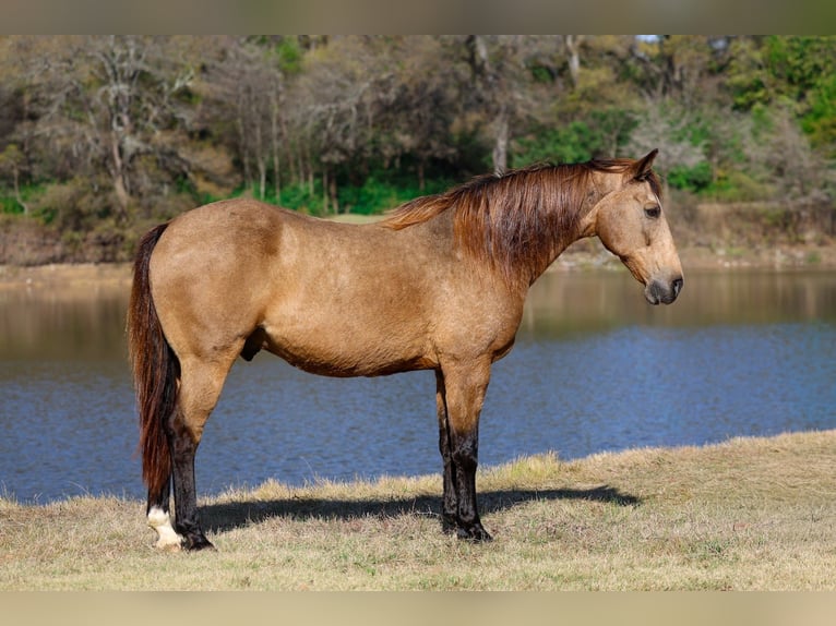 American Quarter Horse Wałach 14 lat 155 cm Jelenia in Forney