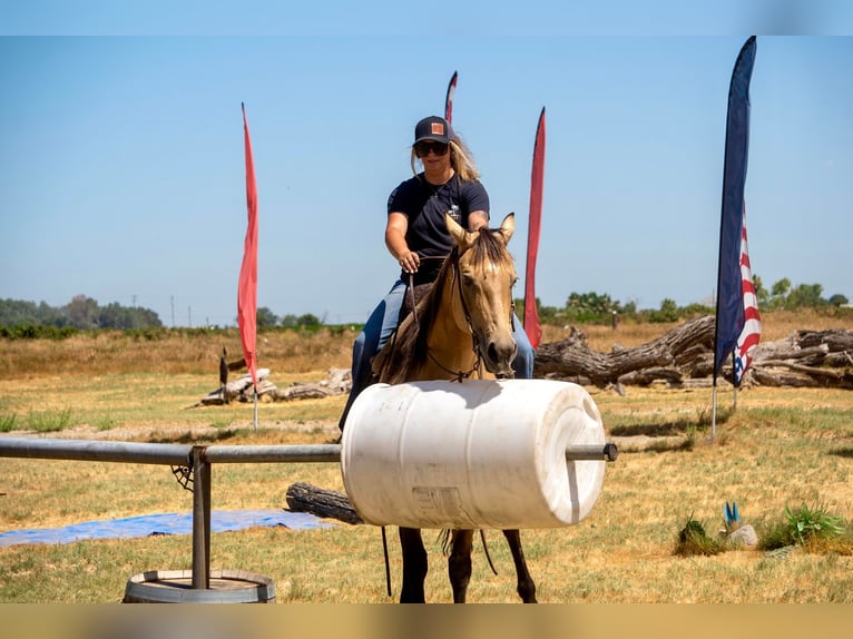 American Quarter Horse Wałach 14 lat 155 cm Jelenia in Valley Springs CA