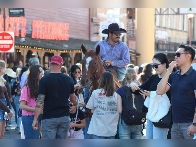 American Quarter Horse Wałach 14 lat 155 cm Kasztanowatodereszowata in Stephenville TX