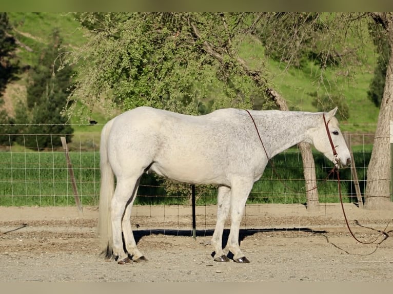 American Quarter Horse Wałach 14 lat 155 cm Siwa in King City