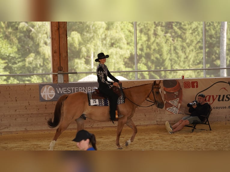 American Quarter Horse Wałach 14 lat 156 cm Bułana in Eggstätt