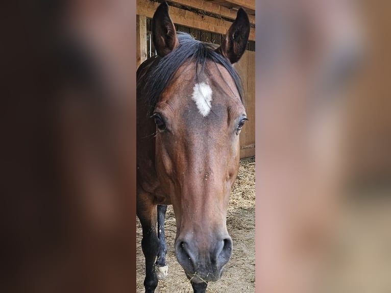 American Quarter Horse Wałach 14 lat 156 cm Gniada in Regen