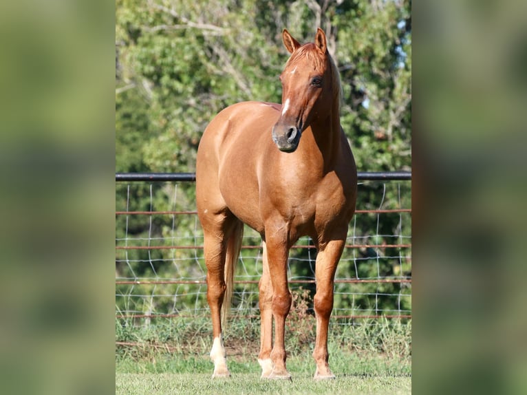 American Quarter Horse Wałach 14 lat 157 cm Bułana in Canton TX