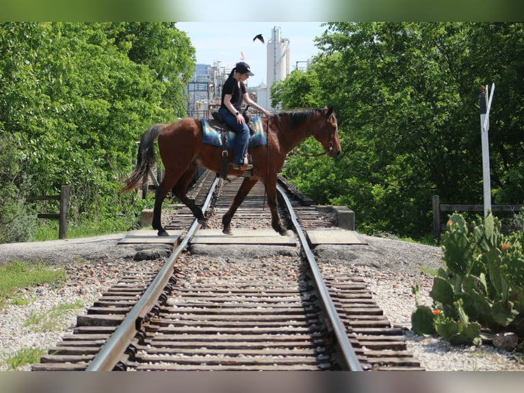 American Quarter Horse Wałach 14 lat 157 cm Gniadodereszowata in Poolville