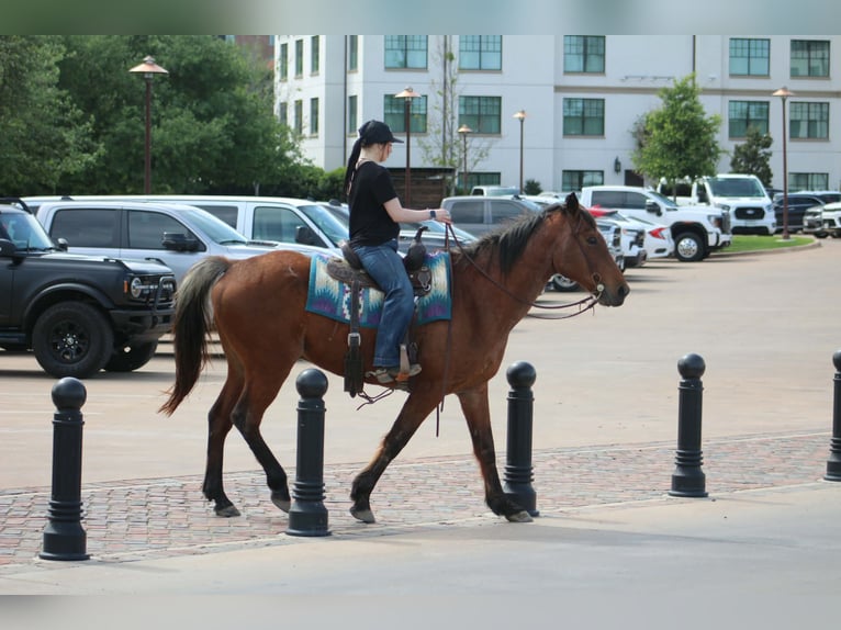 American Quarter Horse Wałach 14 lat 157 cm Gniadodereszowata in Poolville