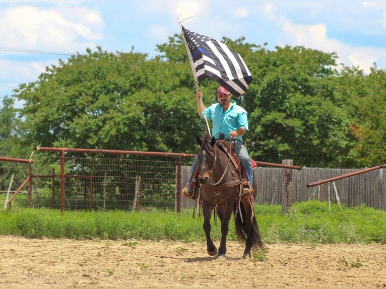 American Quarter Horse Wałach 14 lat 157 cm Gniadodereszowata in Stephenville TX