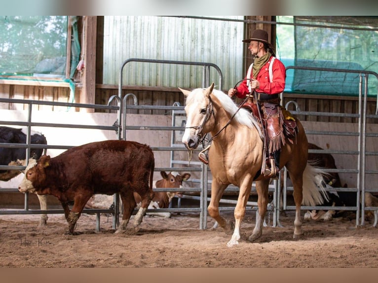 American Quarter Horse Wałach 14 lat 157 cm Izabelowata in Nellingen Oppingen