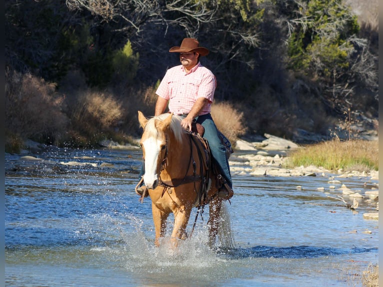 American Quarter Horse Wałach 14 lat 157 cm Izabelowata in Stephenville