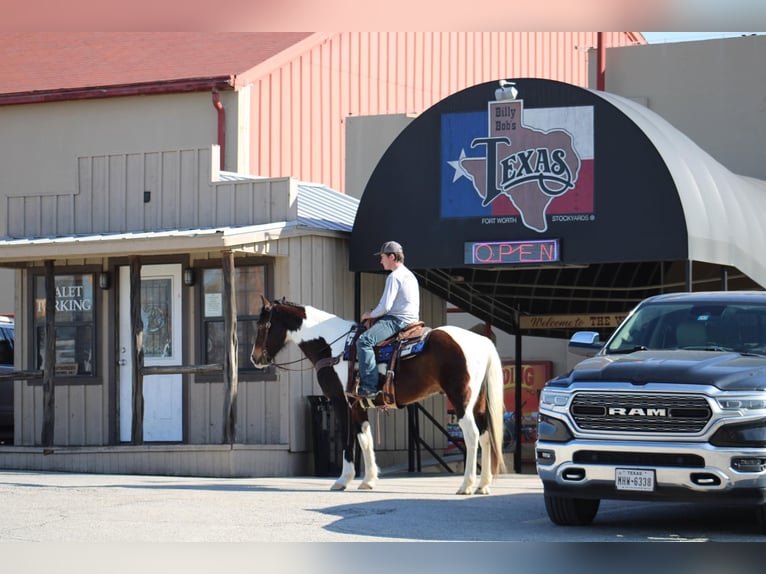 American Quarter Horse Wałach 14 lat 157 cm Tobiano wszelkich maści in Morgan Mill TX