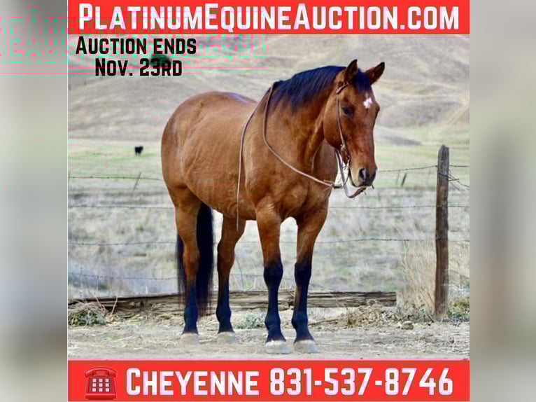 American Quarter Horse Wałach 14 lat 160 cm Bułana in Bitterwater CA