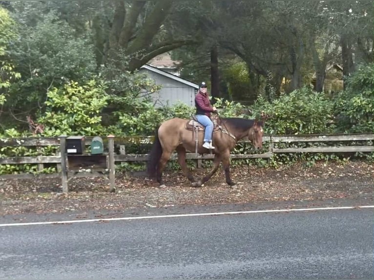 American Quarter Horse Wałach 14 lat 160 cm Bułana in Bitterwater CA