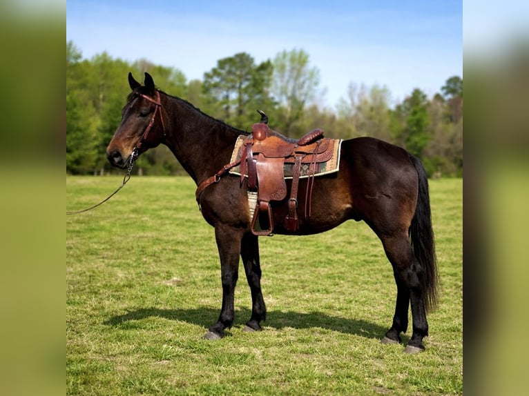 American Quarter Horse Wałach 14 lat 163 cm Ciemnogniada in Four Oaks
