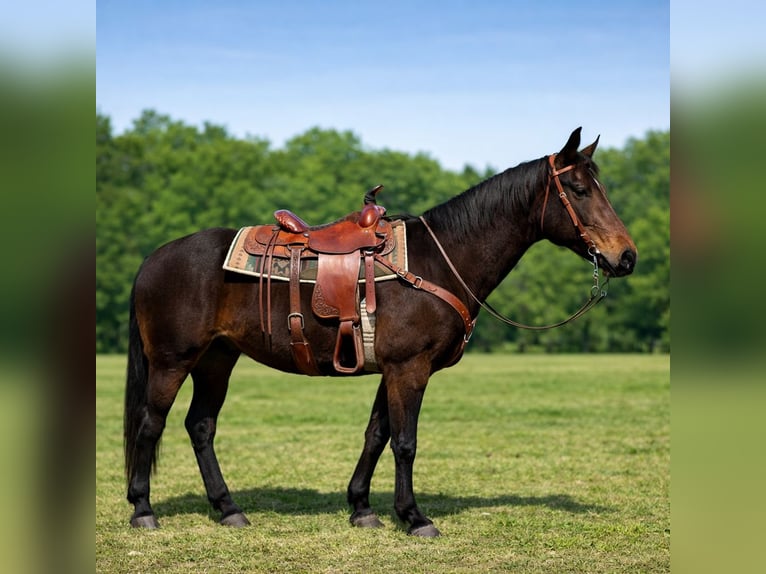 American Quarter Horse Wałach 14 lat 163 cm Ciemnogniada in Four Oaks