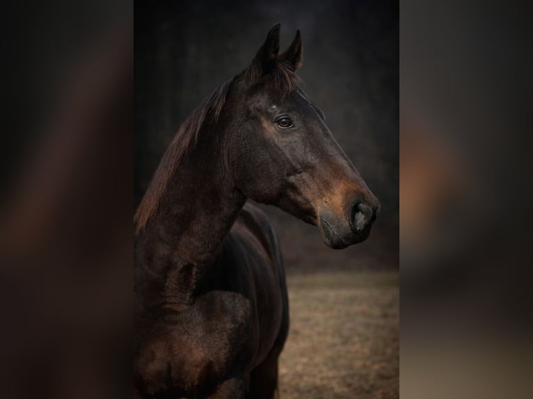 American Quarter Horse Wałach 14 lat 163 cm Ciemnogniada in Four Oaks