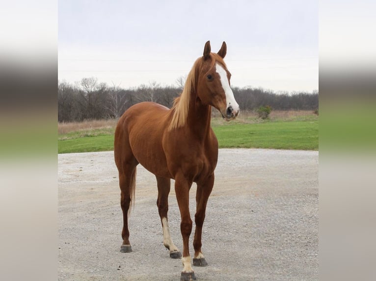 American Quarter Horse Wałach 14 lat 163 cm Cisawa in Atlanta