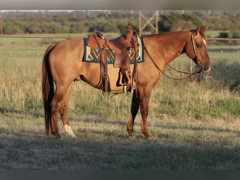 American Quarter Horse Wałach 14 lat Bułana in Mineral Wells
