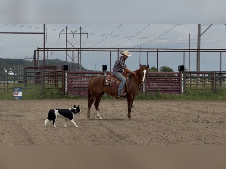 American Quarter Horse Wałach 14 lat Cisawa in Cannon Falls