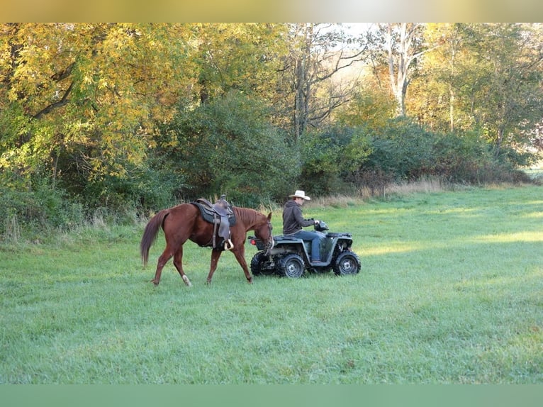 American Quarter Horse Wałach 14 lat Cisawa in Shippensburg