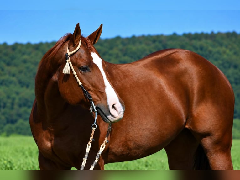 American Quarter Horse Wałach 14 lat Cisawa in Rebersburg
