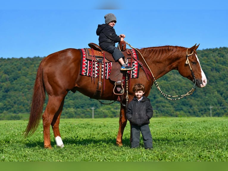 American Quarter Horse Wałach 14 lat Cisawa in Rebersburg