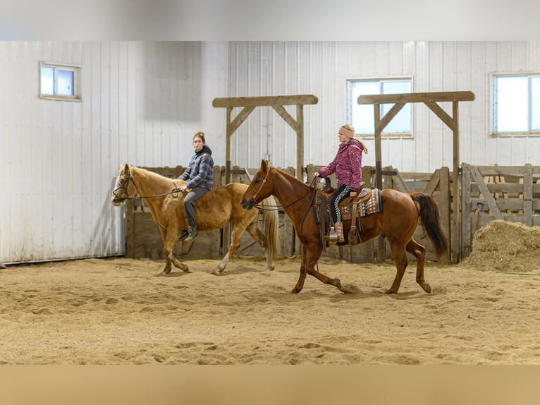 American Quarter Horse Wałach 14 lat Cisawa in Cannon Falls