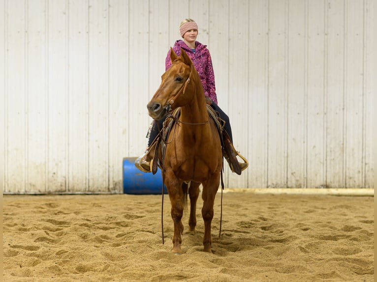 American Quarter Horse Wałach 14 lat Cisawa in Cannon Falls