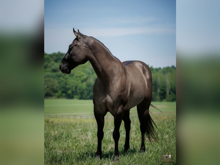 American Quarter Horse Wałach 14 lat Grullo in Auburn