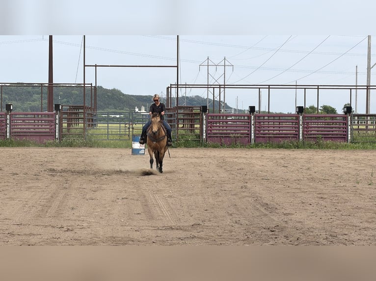 American Quarter Horse Wałach 14 lat Jelenia in Cannon Falls