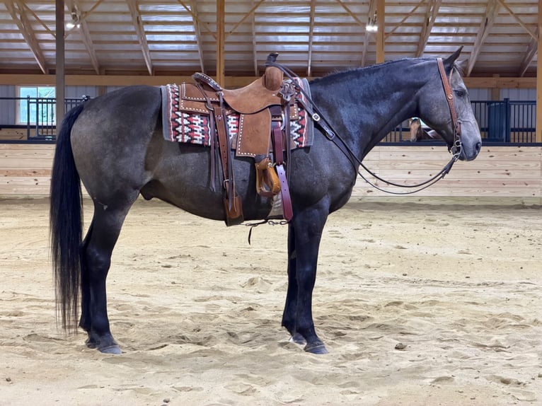 American Quarter Horse Wałach 14 lat Jelenia in Cannon Falls
