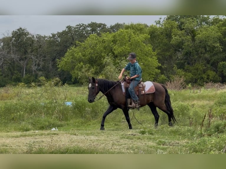 American Quarter Horse Wałach 14 lat Kara in Stephenville, TX