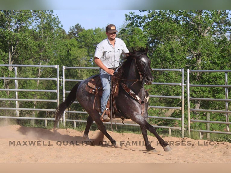 American Quarter Horse Wałach 14 lat Karodereszowata in Cherryville NC
