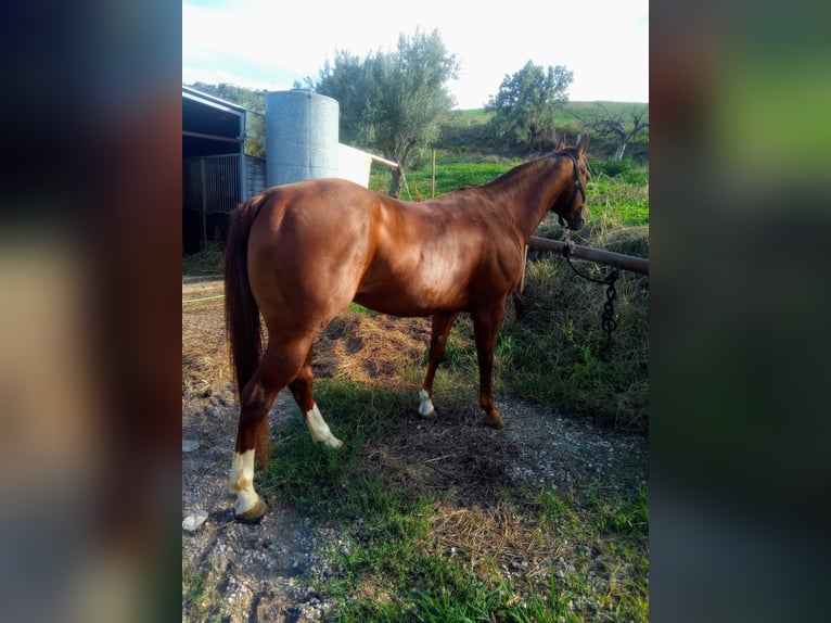 American Quarter Horse Wałach 14 lat Kasztanowata in Villanterio