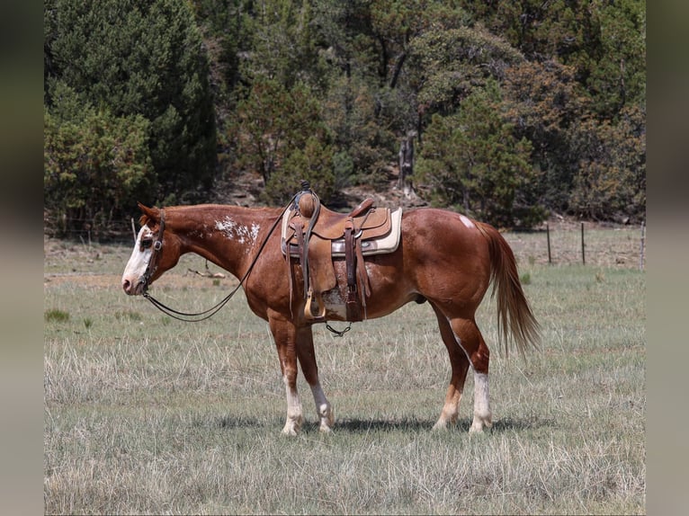 American Quarter Horse Wałach 14 lat Kasztanowatodereszowata in Cottonwood AZ