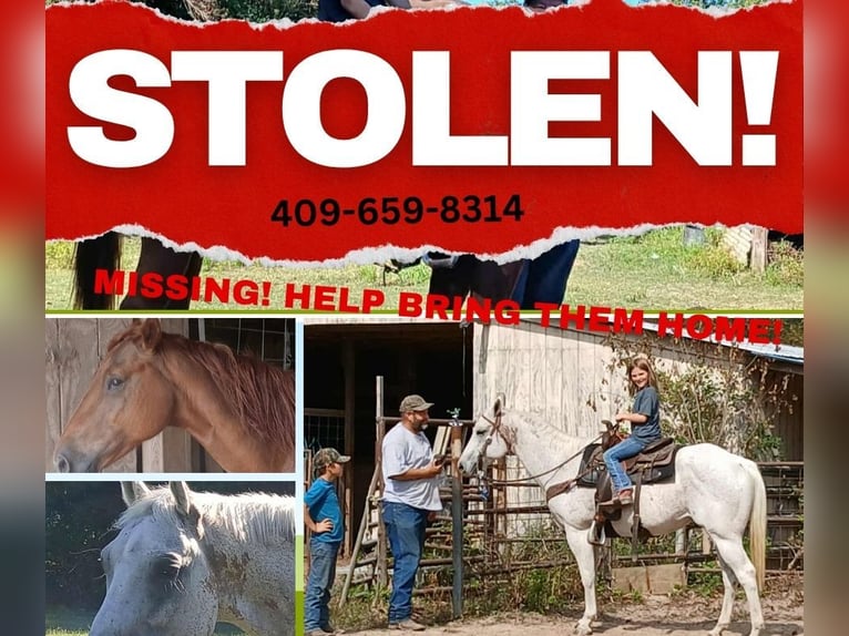 American Quarter Horse Wałach 14 lat Siwa in Kountze