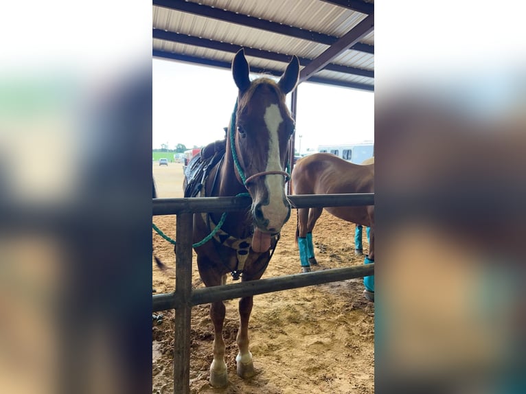 American Quarter Horse Wałach 15 lat 145 cm Cisawa in Weatherford TX