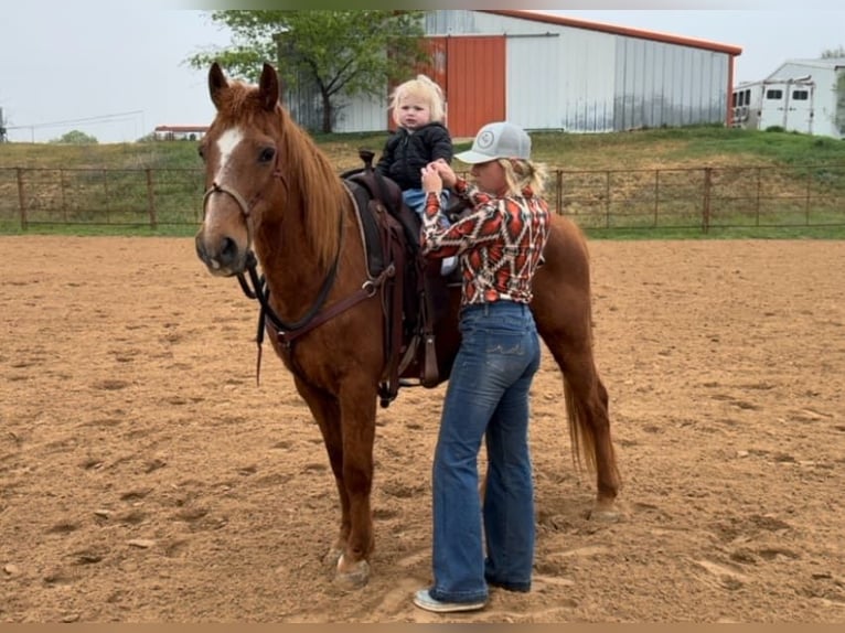 American Quarter Horse Wałach 15 lat 145 cm in Weatherford TX