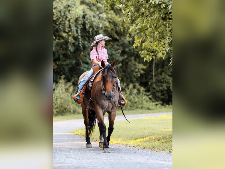 American Quarter Horse Wałach 15 lat 147 cm Gniadodereszowata in Mt Hope Al