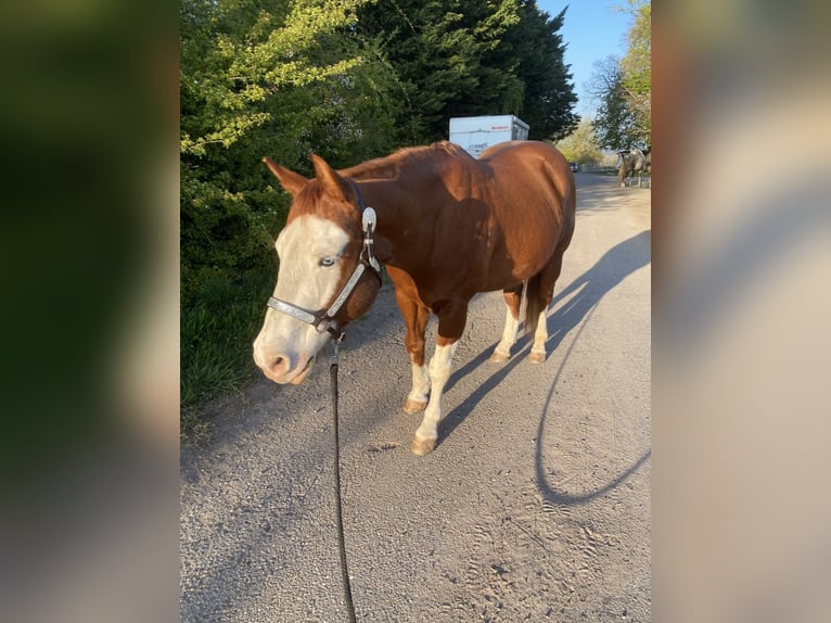 American Quarter Horse Wałach 15 lat 148 cm Gniada in Oberderdingen