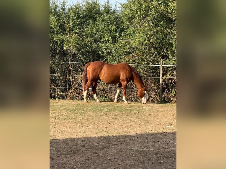 American Quarter Horse Wałach 15 lat 148 cm Gniada in Oberderdingen